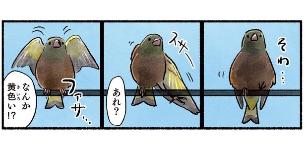 電線に留まっているのはスズメかな？実は黄色い羽のカワラヒワ