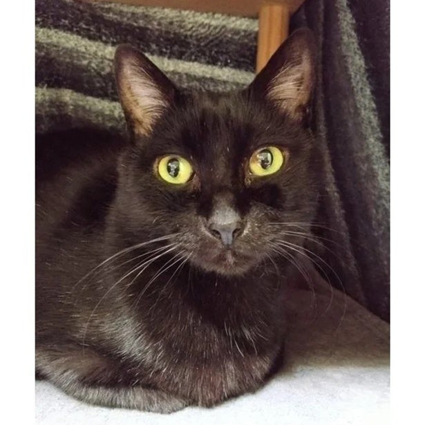 二度見不可避！「完璧なちょんまげ」をしっぽで生み出す猫ちゃんが可愛い！
