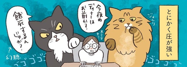 足をかじったり、鳴いたり。おなかの空いた猫たちの圧がとにかく強い
