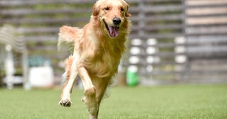 「水筒をもってきてね」→驚くべきワンコの行動に「天才か」「泣ける」