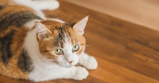 三毛猫のほとんどはメス!?オスの三毛猫が珍しい理由