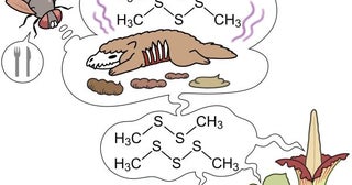 あえて臭く進化した花たちの秘密ニオイ生み出す複数の遺伝子の一つを新発見