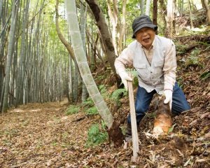 「許可は取ってます」嘘をついて他人の敷地で山菜を採る60代男性…身元がバレて慰謝料を支払うまで――3連休ベスト