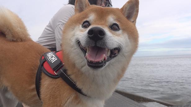 柴犬・はちくんが車中泊初挑戦！納車されたばかりの車で海辺のRVパークへ行ってアウトドアを満喫