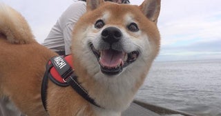 柴犬・はちくんが車中泊初挑戦！納車されたばかりの車で海辺のRVパークへ行ってアウトドアを満喫