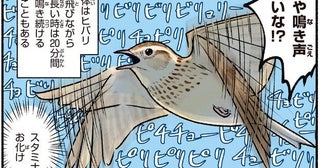 春告げ鳥のヒバリは驚異のスタミナ！20分間鳴き続けることも