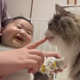 離乳食を食べる0歳児の腕に“ちょん”…猫が見せた【ソフトタッチおねだり】が紳士的すぎて「癒やしの塊」と話題
