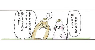 ペットロスで寝込み続ける飼い主へ。老猫が天国から届けにいった一度きりのメッセージ