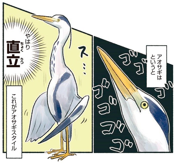 どこか神々しいアオサギスタイル！いつでも直立！？
