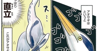 どこか神々しいアオサギスタイル！いつでも直立！？