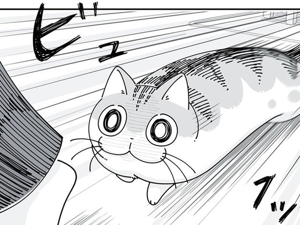 「この顔は、飛びついてくる予感」飼い主の足に狙いを定めるネコの行く末は