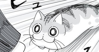 「この顔は、飛びついてくる予感」飼い主の足に狙いを定めるネコの行く末は
