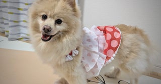 「娘がデカポメにひと目ぼれ！」初めて保護犬を家族に迎えた話