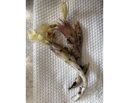  研ナオコ、兄夫婦から譲り受けたミョウガに花咲く 