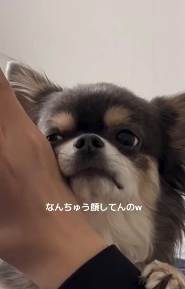 「犬史上最高峰のあざとさ」小悪魔チワワのおねだり姿に12.5万いいね