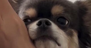 「犬史上最高峰のあざとさ」小悪魔チワワのおねだり姿に12.5万いいね