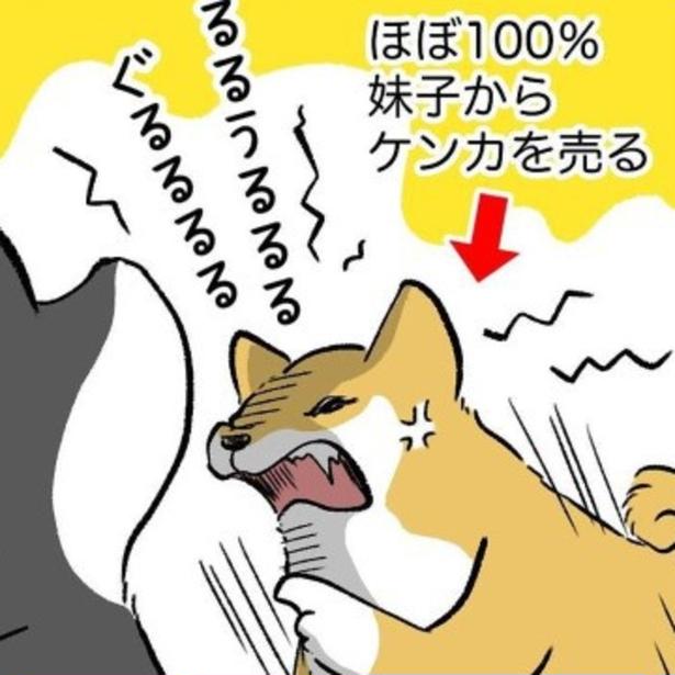 実写版がスゴイ!!「マジでヤバかった」漫画の誇張じゃなかった！柴犬が見せた"やべー顔"が読者を震え上がらせる【作者に聞く】