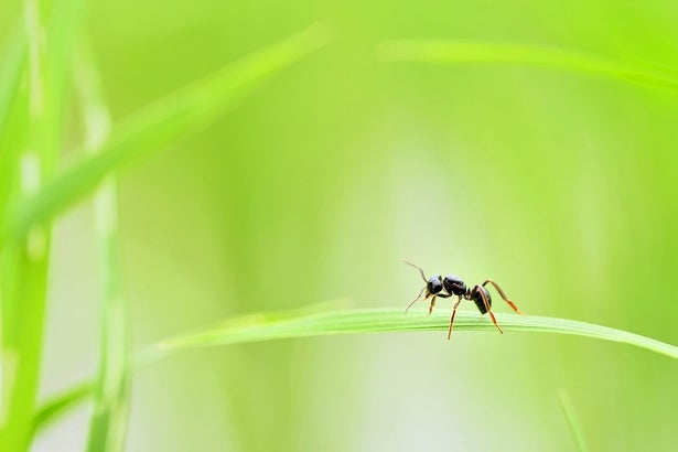 「アリは働き者」はウソ⁉働かないアリの意外な存在理由