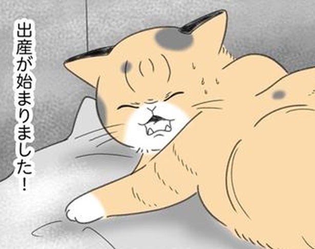 飼い猫が初めての出産。準備万端で待っていると「はっ!?うそー！」