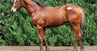【セレクトセール2026】当歳馬セッション「目玉不在」と言われた新種牡馬たちの評価はいかに!?