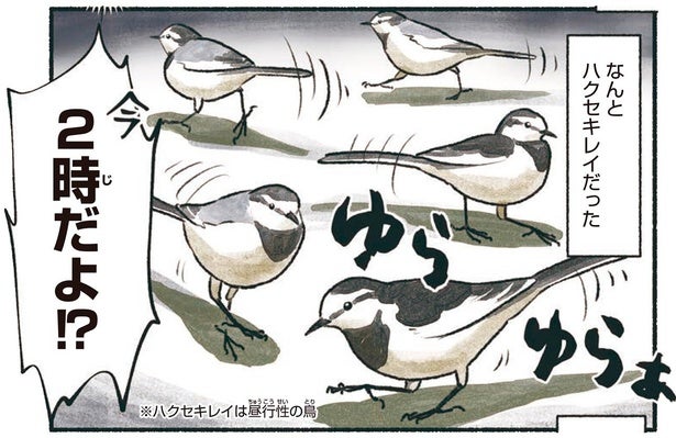 深夜2時、ガソリンスタンドに鳥の集団！？ハクセキレイは何している？