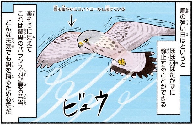 鳥が空中で止まってる？上空から獲物を探すチョウゲンボウかも！