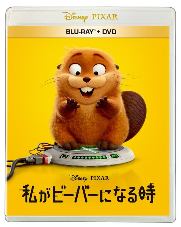 『私がビーバーになる時』ブルーレイ＋DVDセット発売記念！ビーバーたちのリアルな生態に迫ったボーナス・コンテンツをチラ見せ