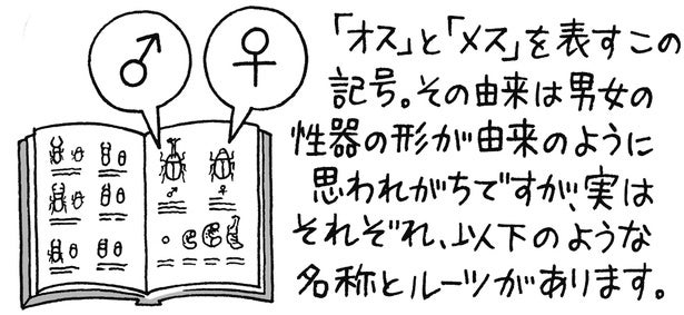 「♂」はオス、「♀」はメス。この記号のルーツが意外だった！／雑学うんちく図鑑（7）