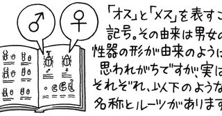 「♂」はオス、「♀」はメス。この記号のルーツが意外だった！／雑学うんちく図鑑（7）