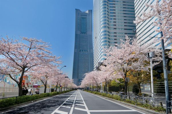 横浜で春の恒例イベント「みなとみらい21さくらフェスタ2026」を開催