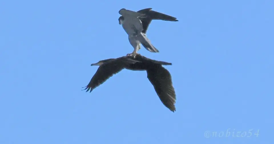 野鳥同士の〝珍交流〟激写される「これで早く飛べるのか？」「面白くてやってんだろうな」と人間困惑