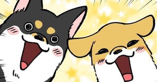 「柴犬フィーバータイムは秒速で終了！」帰宅後の熱烈歓迎→急速鎮静に飼い主もガックリ…【作者に聞く】