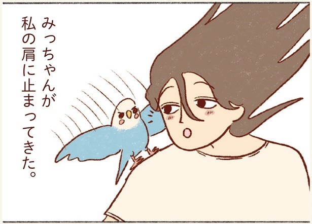 構ってもらえず寂しかった？ 飼い主の仕事中に肩に止まってきたインコの真意は