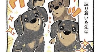 「もう犬は飼わない」4年で愛犬と死別も、元野良犬たちと出会い「優しい世界」を取り戻す感動秘話【作者に聞く】