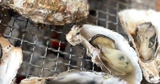 【食べ放題】瀬戸内海の濃厚・クリーミーな大粒牡蠣を好きなだけ！ 広島県の「えたじま新鮮市場amamo」で牡蠣フェスが開催