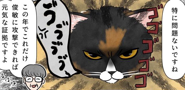 ポーランドからやってきた“マダム猫”が日本で初の健康診断…受診後に作成した“怒りの診察券”に「笑った」【漫画】