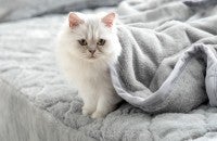 猫の“体温まで再現”した毛布が登場！その名も「もはや、ねこ。」