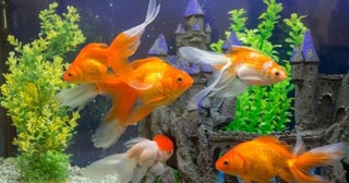 友人がペット不可の物件で「金魚」を飼育していました。「小さいから大丈夫」と言っていましたが、サイズの問題ではないような気がします…。