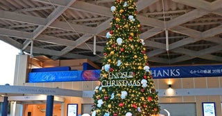 新江ノ島水族館で、海の生き物たちとクリスマスを過ごせる「ENOSUI CHRISTMAS」が開催中！