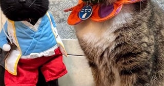 完璧すぎる擬態。返事をしないと思ったら…ぬいぐるみと同化していた黒猫
