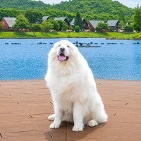 楽天トラベル「宿の看板犬ランキング」発表！1位は福島の「もっふもふで笑顔がかわいい」ワンコ