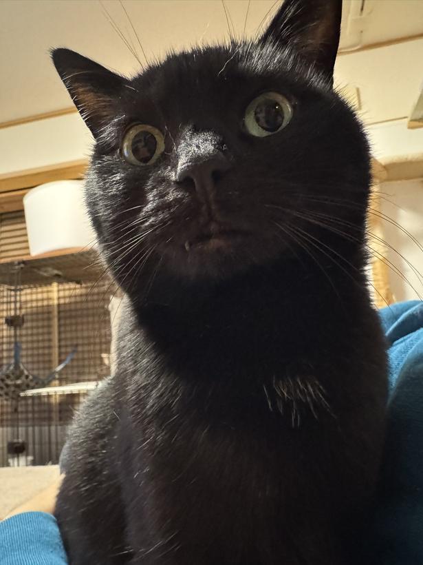 スマホを放置した結果…撮った覚えのない黒猫の写真に「画角最高！」「鼻の穴！」