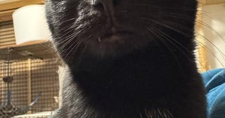 スマホを放置した結果…撮った覚えのない黒猫の写真に「画角最高！」「鼻の穴！」