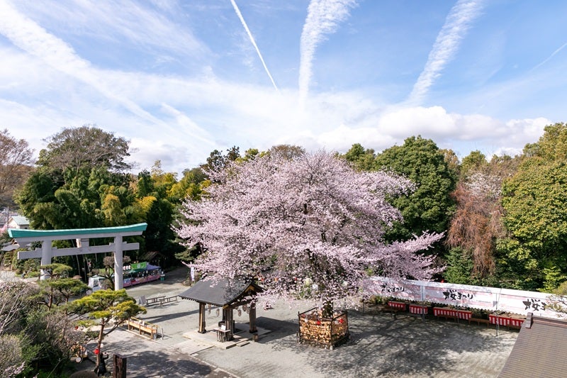 6.2キロ、700本の桜並木「はだの桜みち」と名物ソメイヨシノ