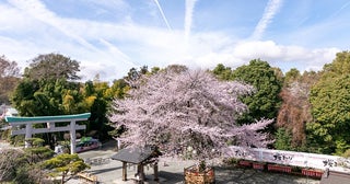 6.2キロ、700本の桜並木「はだの桜みち」と名物ソメイヨシノ