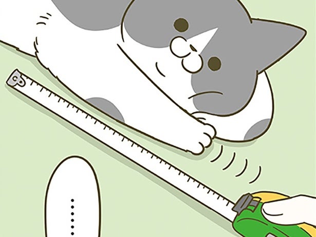 体型が違う3匹の猫、脚の長さの差が気になる！飼い主は測ってみるも