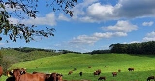 希少種の和牛「いわて山形村短角牛」の特別メニューを首都圏で楽しめる企画開催中！