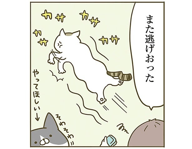 「また逃げおった」ブラッシングの好き嫌いがはっきりしている2匹の話