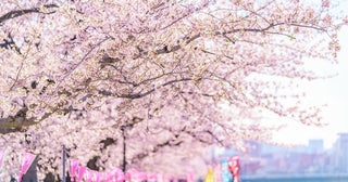 今週末(3月22日・23日)の天気はお花見向き？より楽しいお花見のためのお天気ガイド