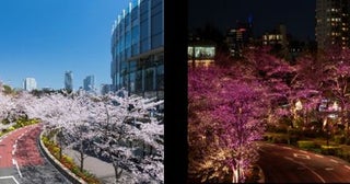 東京ミッドタウンで春の散策を満喫都心で楽しむ桜並木とアート